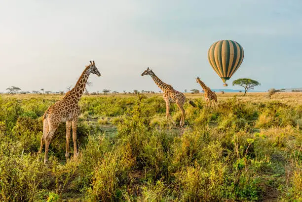 What is the Best Place for Travel - Serengeti National Park